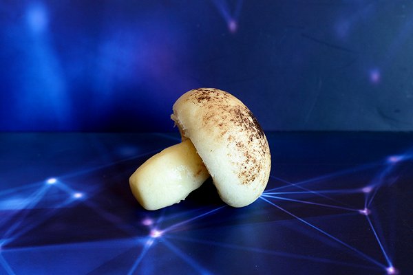 星空蘑菇豆沙包