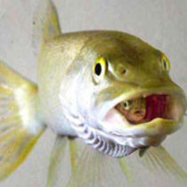 白斑狗鱼