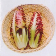 菊苣