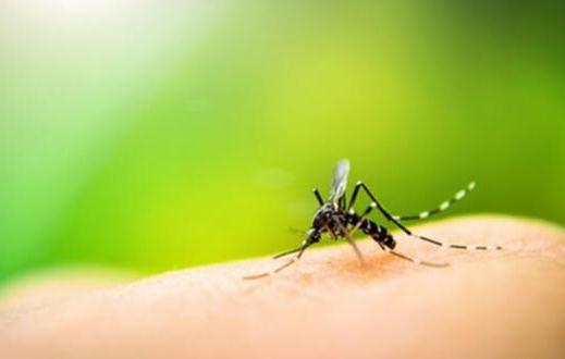 教你夏天预防蚊虫叮咬的小方法