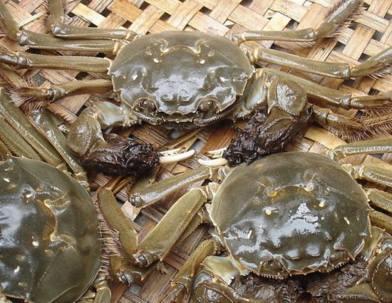 河蟹死了能吃吗 如何挑选新鲜的河蟹