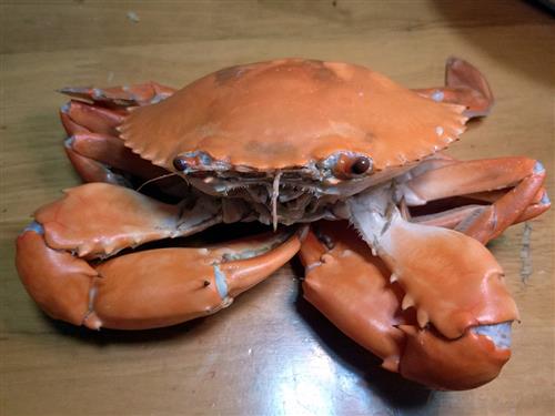 螃蟹不能和什么同吃 与螃蟹相克的食物介绍