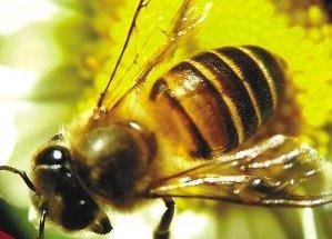什么是蜂毒 蜂毒疗法有什么 都是治什么病