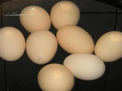 水煮蛋减肥法