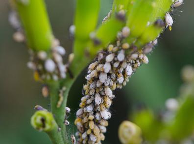 蚜虫的危害 蚜虫的饮食注意事项
