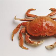 吃螃蟹后不能吃什么 几款美味螃蟹食疗