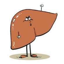 肝脏排毒时间 肝脏是怎么排毒的